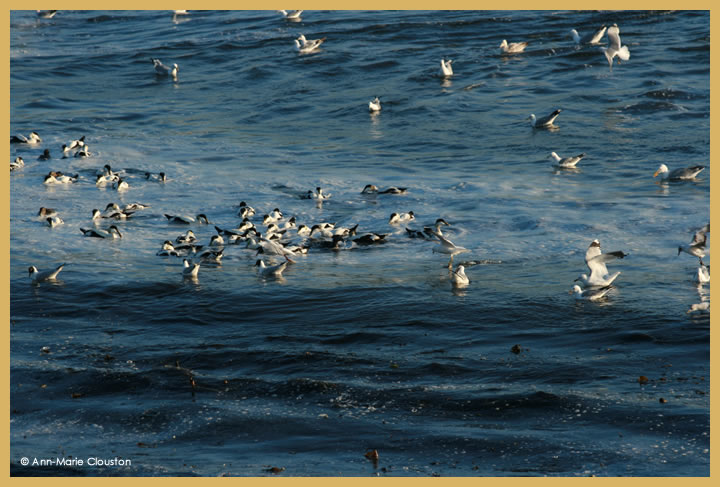 Eider Ducks and Gulls - Photo by Ann Marie Clouston